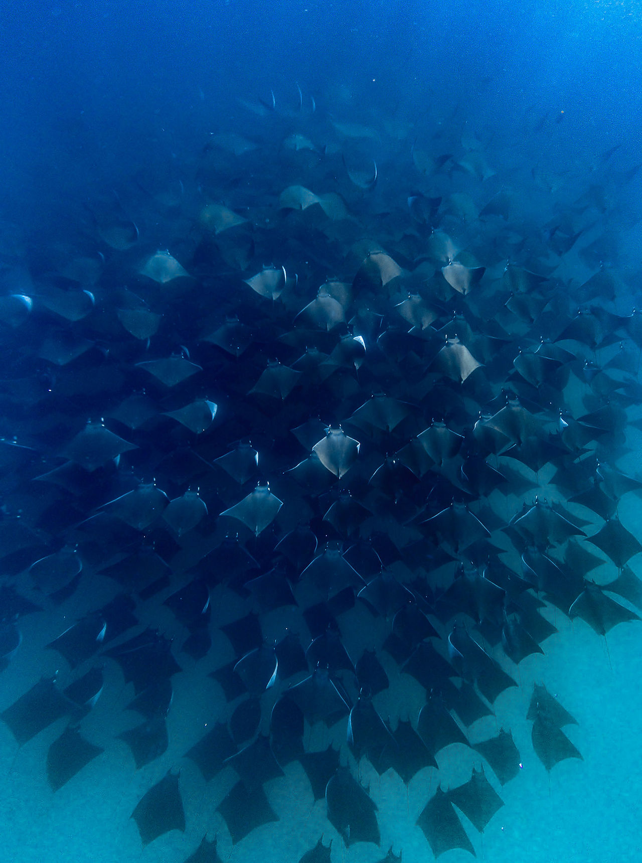 Mobula rays in Mexico