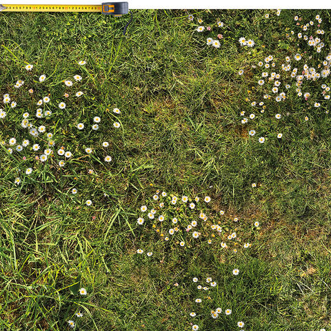 9418 Wilde Wiese.jpg