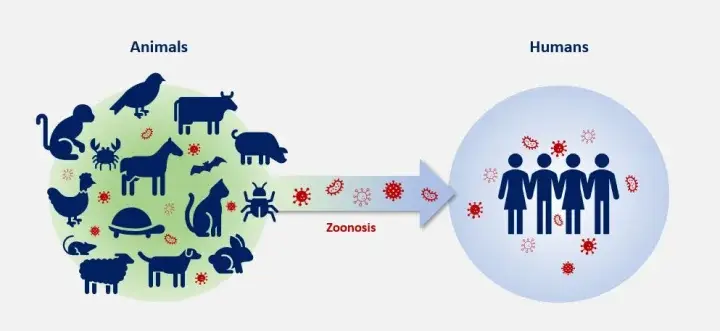 Zoonotic disease