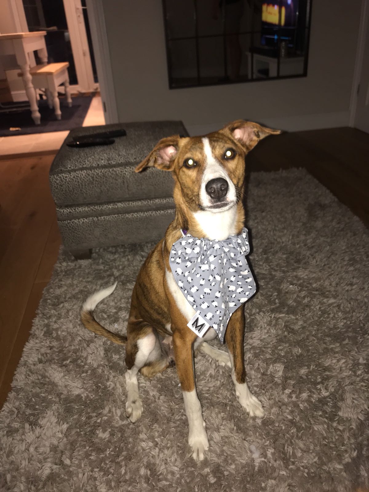 BELLA