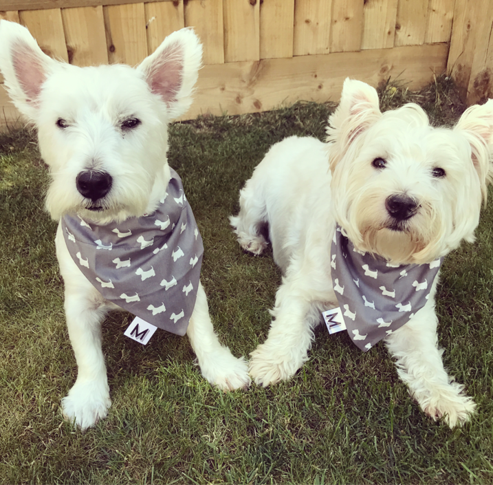 STANLEY and HUDDY