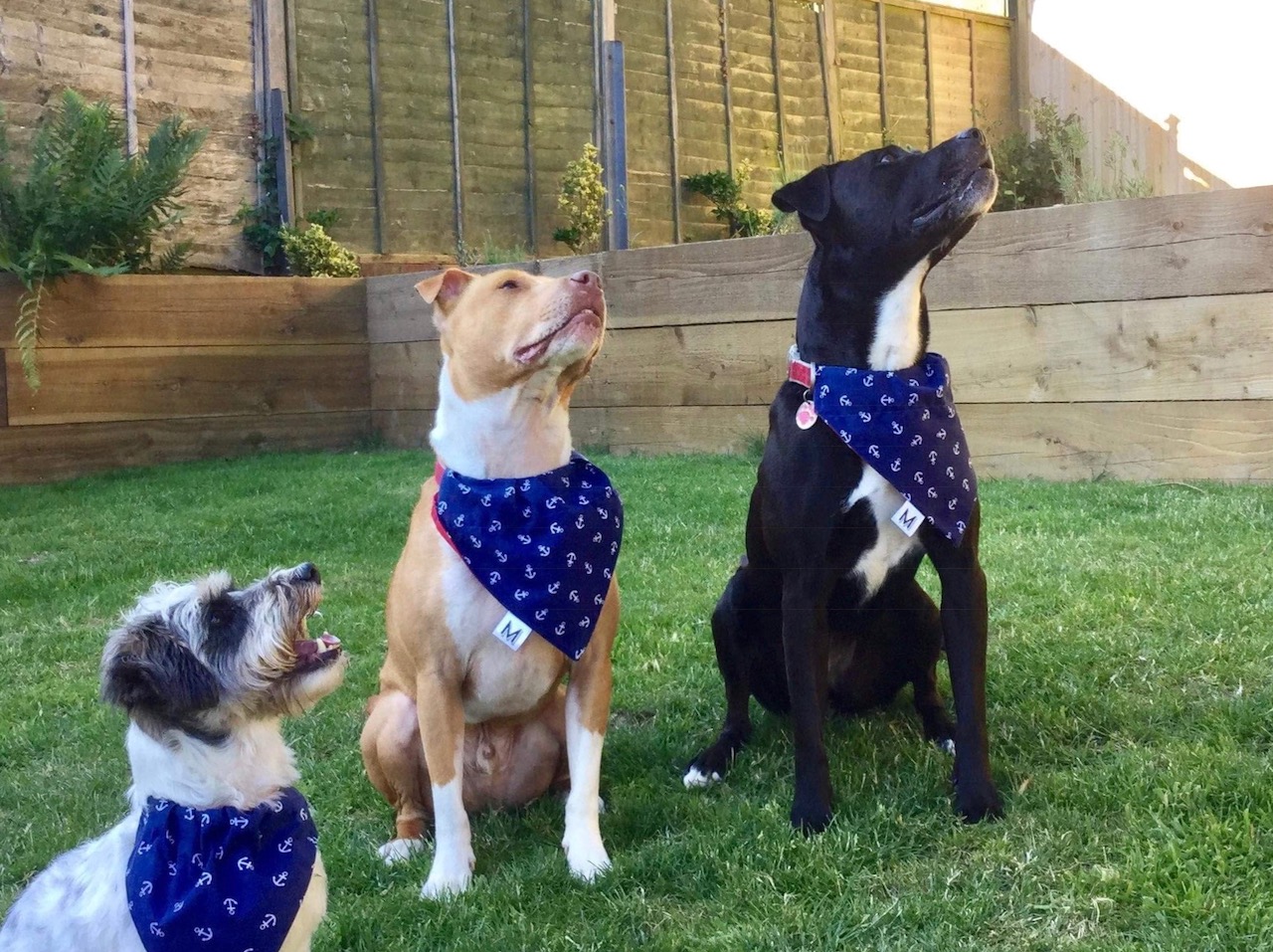 Ahoy There - Beautiful new friends