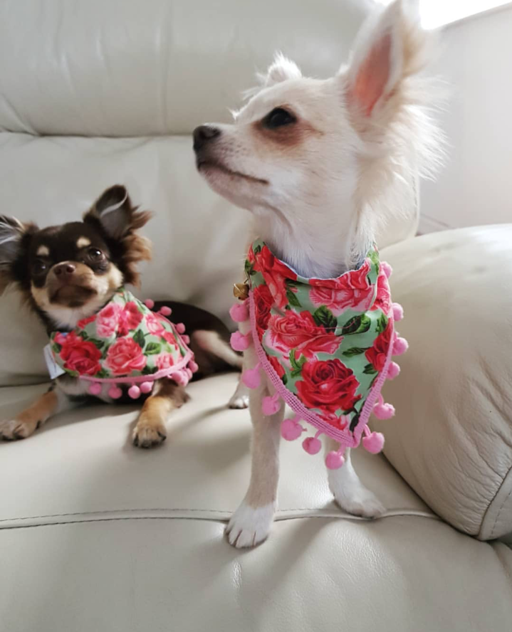 HEIDI and TILLY