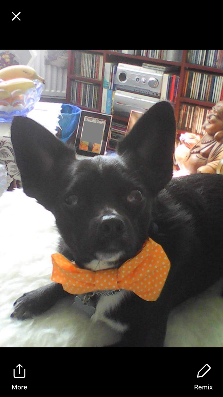 BUDDY