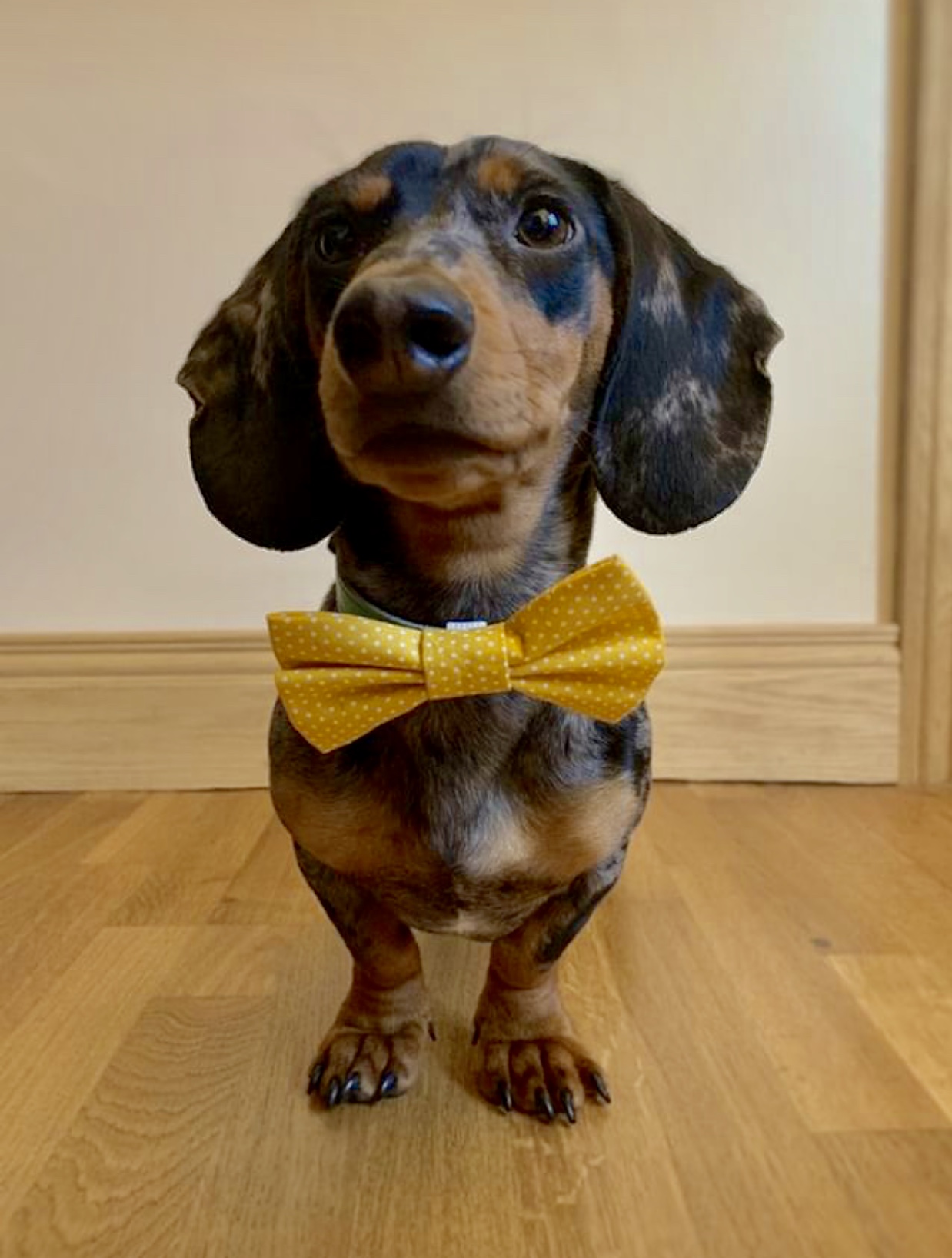MILO
