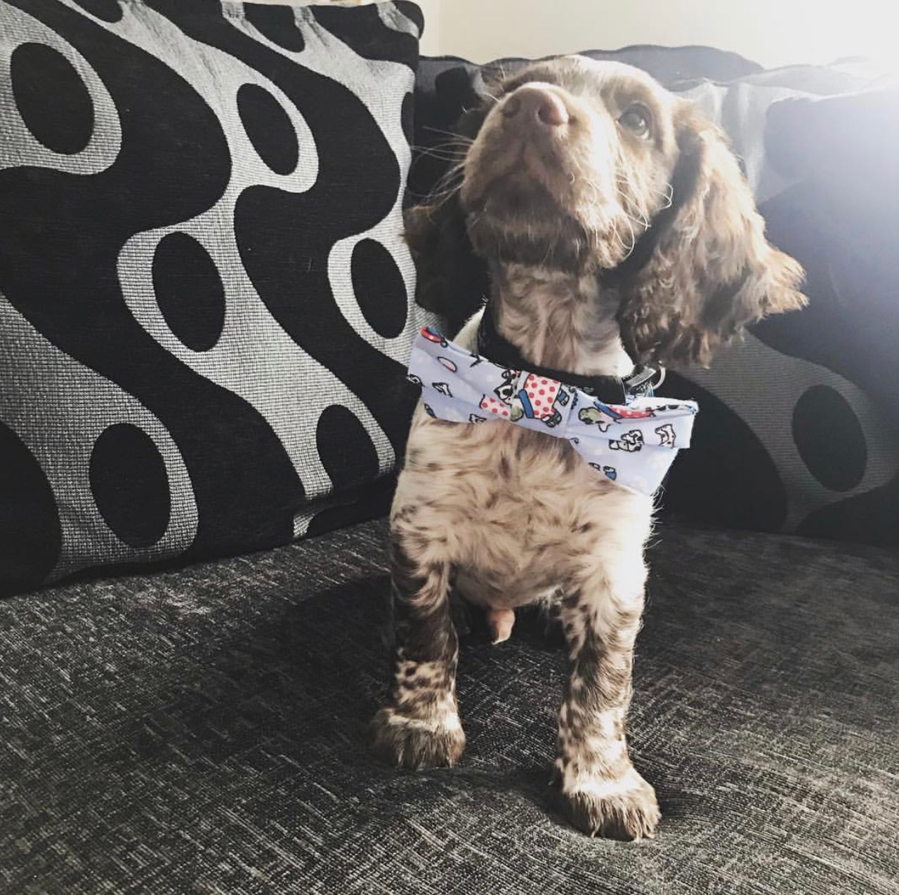 BAXTER