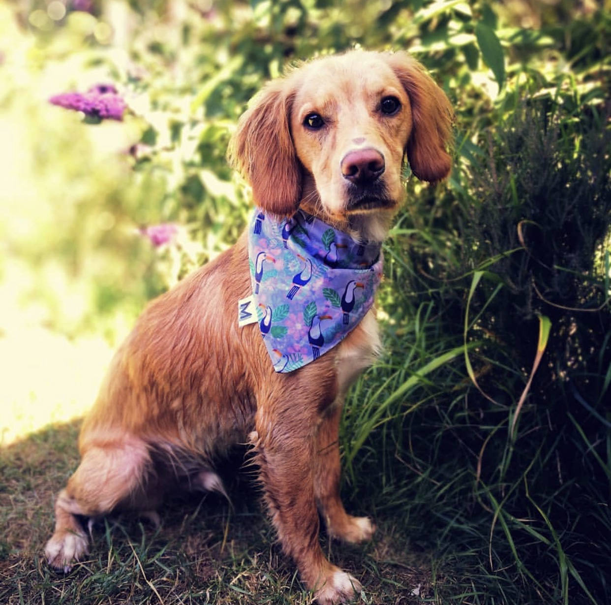 THEODORE