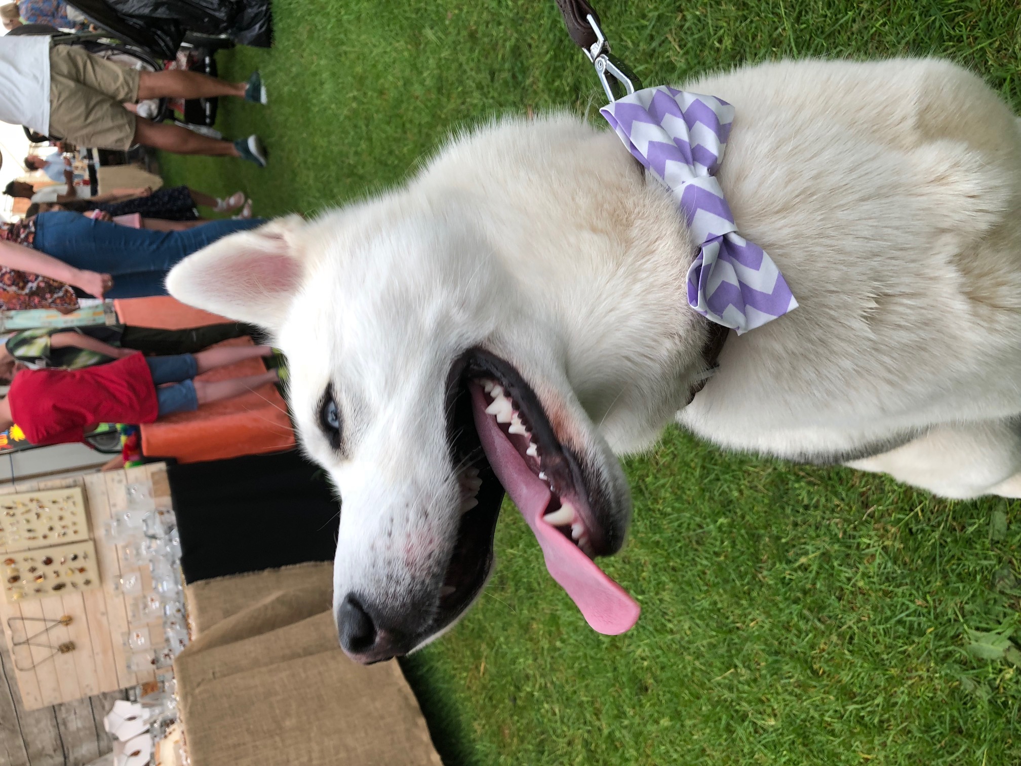 Hastings Town and Country Fair 2018