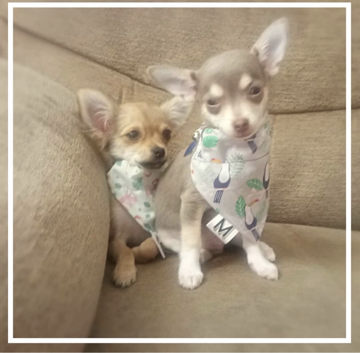 MAIA & MERLIN