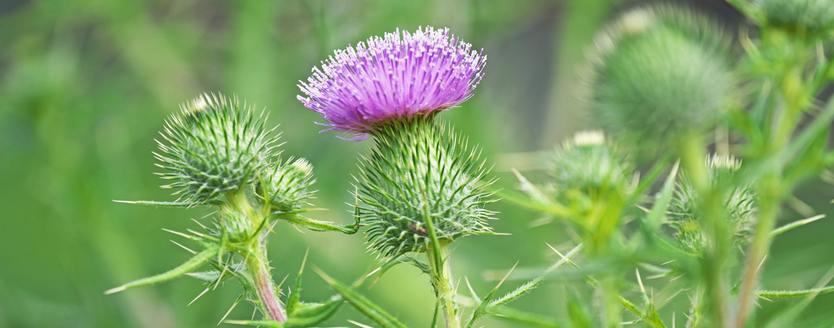 Névtelen terv (14).png