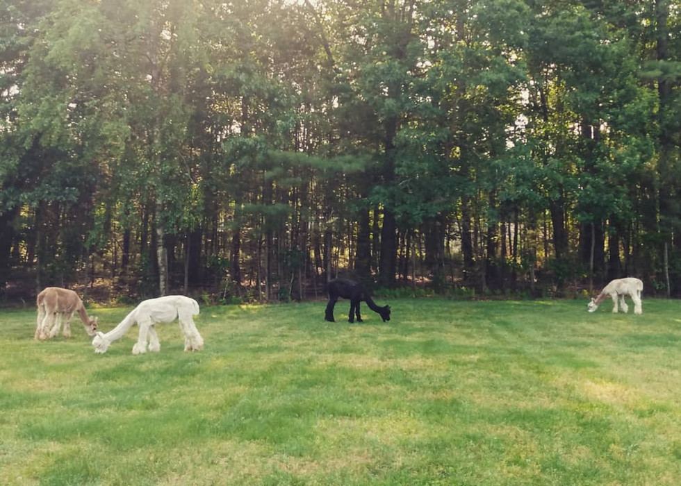 Home Lavender Hill Farm A