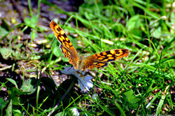 _CSC0543.JPG