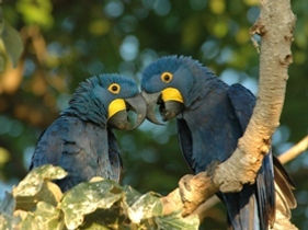 araras azuis 02 - arquivo Barra - low re