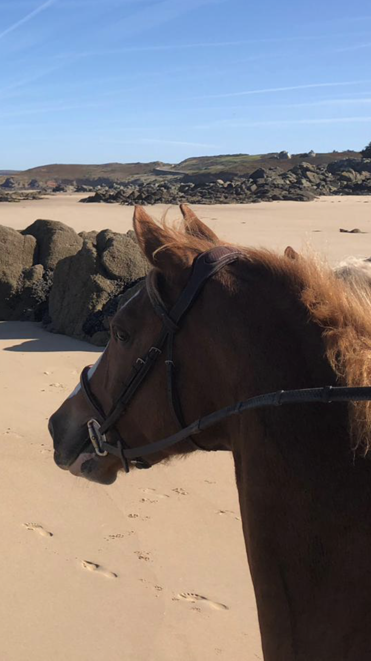 Photo du rédacteur: Equilogique Le sans faute en santé équine