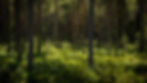 Scenic white pine forest with dense green evergreens and natural woodland setting.