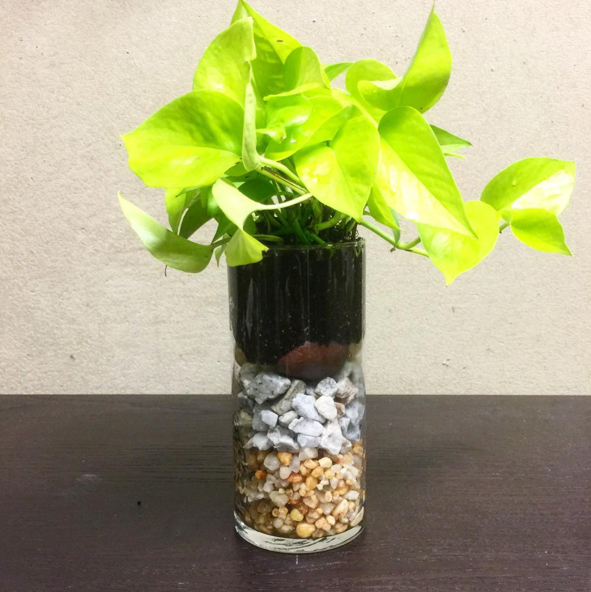 Neon Pothos