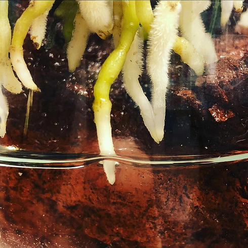 Screenshot 2025-08-01 at 1.35.25 PM.png