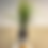 Thumbnail: Marginata