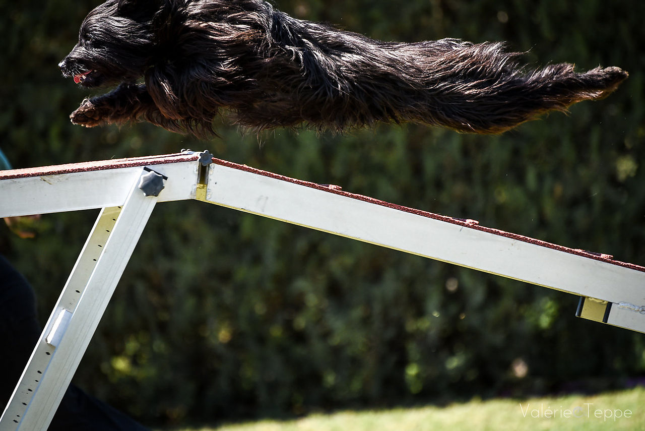 Agility-39