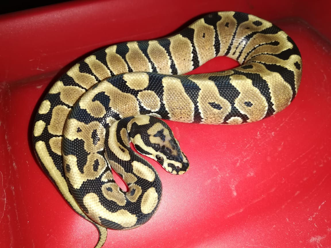 Piton Bola "Spotnose"