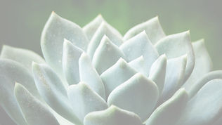 succulents-5365978_1920_edited.jpg