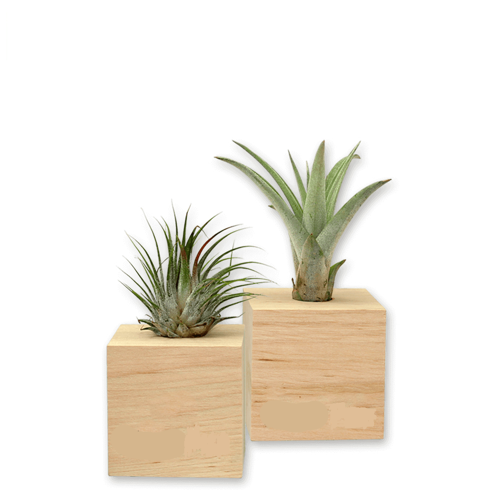 Air Plant Kit