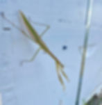 Preying Mantis - these stealthy hunters legs have spikes designed to pin down prey while it’s eaten alive!