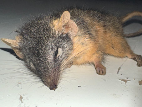 Biodiversity: The Wild World of Reproduction in Antechinus & Honey Bees
