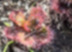 Drosera aberrans - scented sundew