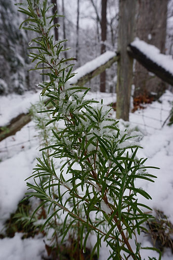 Rosemary snow
