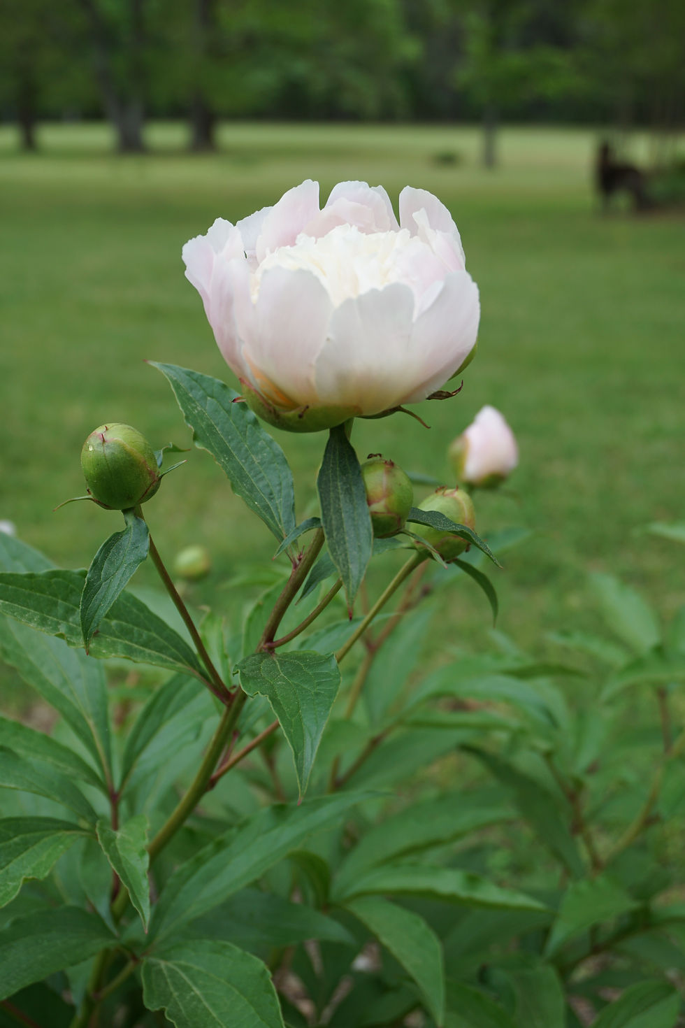 Pale pink peony in full bloom with green buds and leaves in a lush garden setting, with blurred trees  and a dog named Lyla Grace in the background.