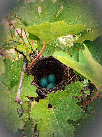 Bird nest with three blue eggs