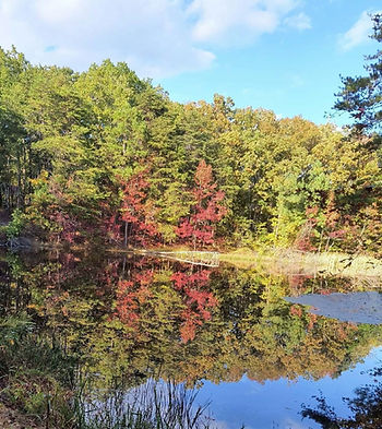 pond with trees