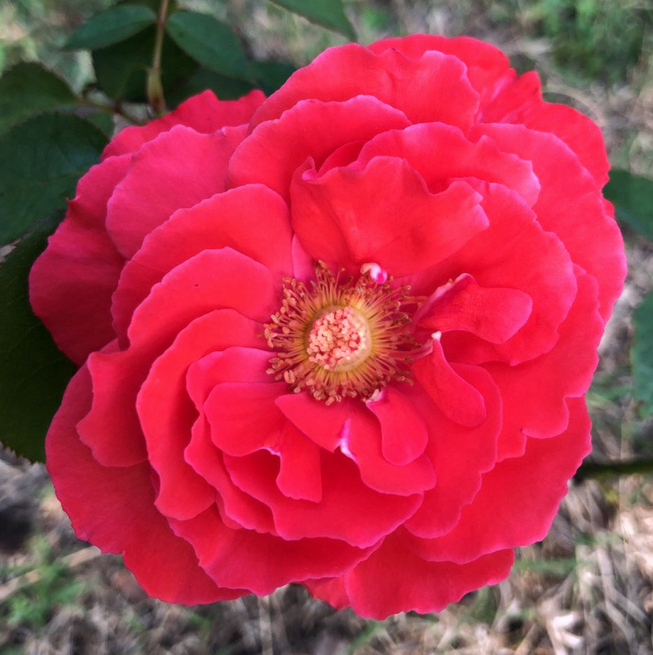 Lesson From Roses Lessons from a Rose