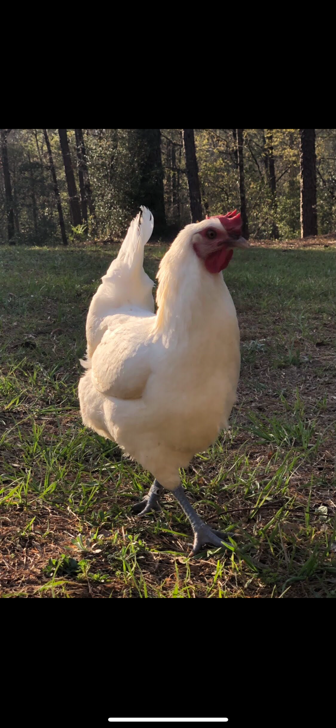 Thumbnail: White Bresse Hatching Eggs- Dozen