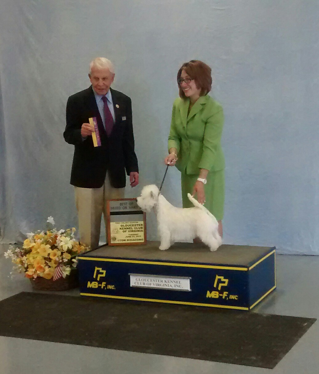 GalleryConformation Dog Shows gkcofvainc2019