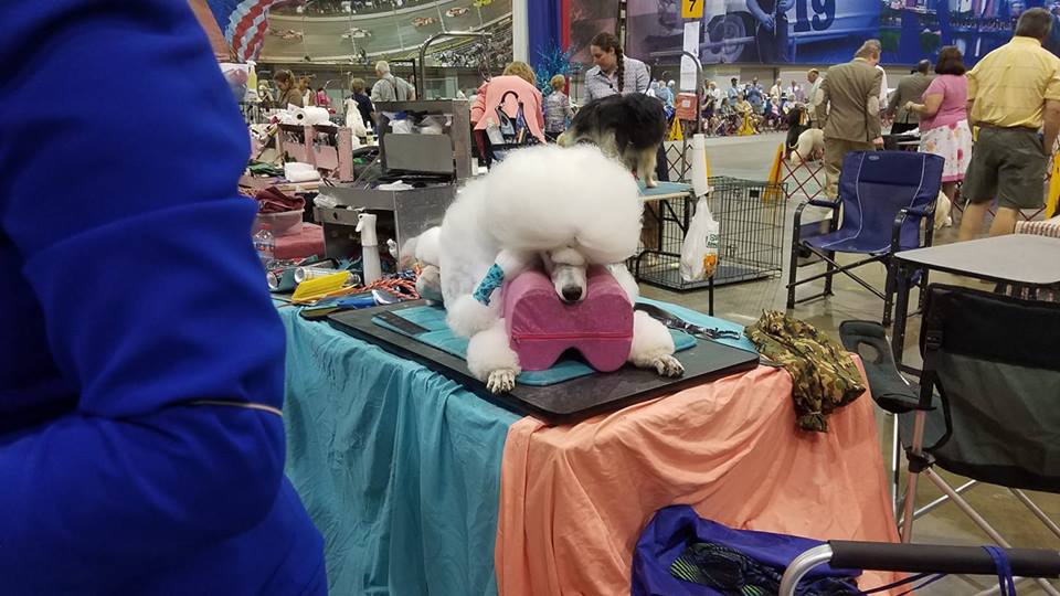 GalleryConformation Dog Shows gkcofvainc2019