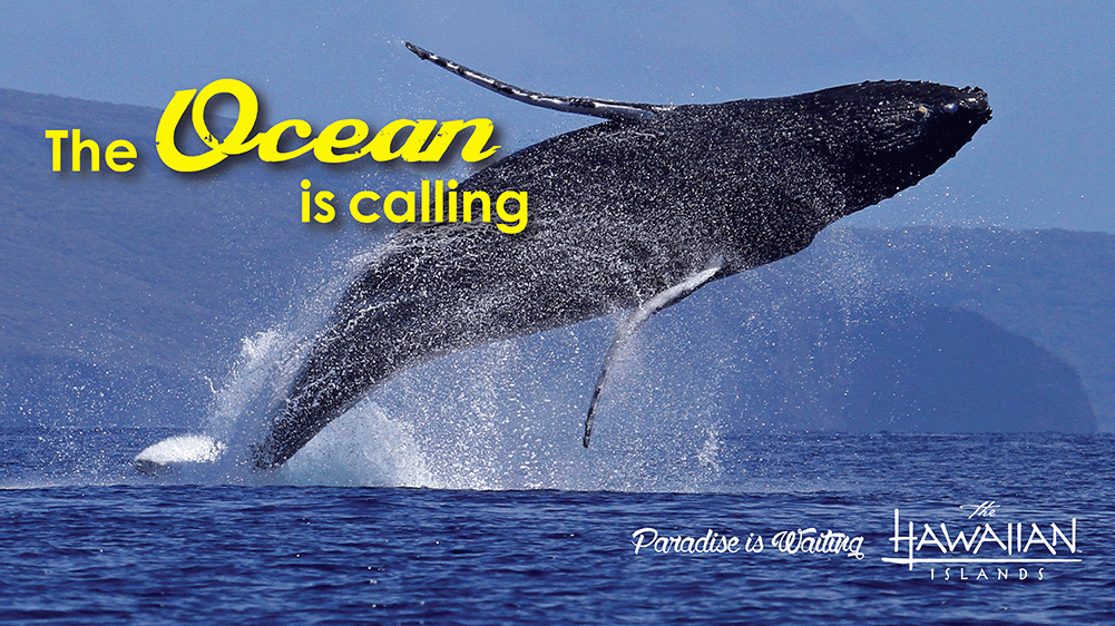 Whale Watching Billboard