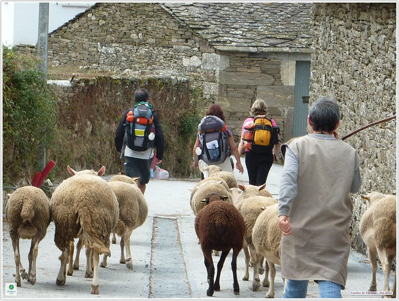 Pilgrims making their way along the Camino de Santiago pass through a traditional village in Galicia, sharing the narrow path with a shepherd and his flock. Scenes like this capture the timeless charm of the pilgrimage—where ancient routes still weave through working farmland and quiet countryside. More than just a spiritual or personal journey, the Camino invites travelers into the daily life of rural Spain, offering moments of unexpected connection with local people, animals, and traditions that have shaped the landscape for centuries. Photo: Fresco Tours, Flickr CC BY 2.0