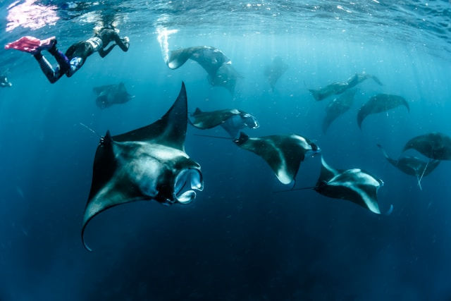 Manta rays are among the incredible marine life you can encounter while diving in the Maldives, known for their graceful movements and large, awe-inspiring wingspans. Photo by Sebastian Pena Lambarri on Unsplash