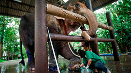 Elephants on the brink: 50 years of slaughter and survival