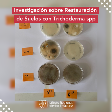 Investigación sobre Restauración de Suelos con Trichoderma sp