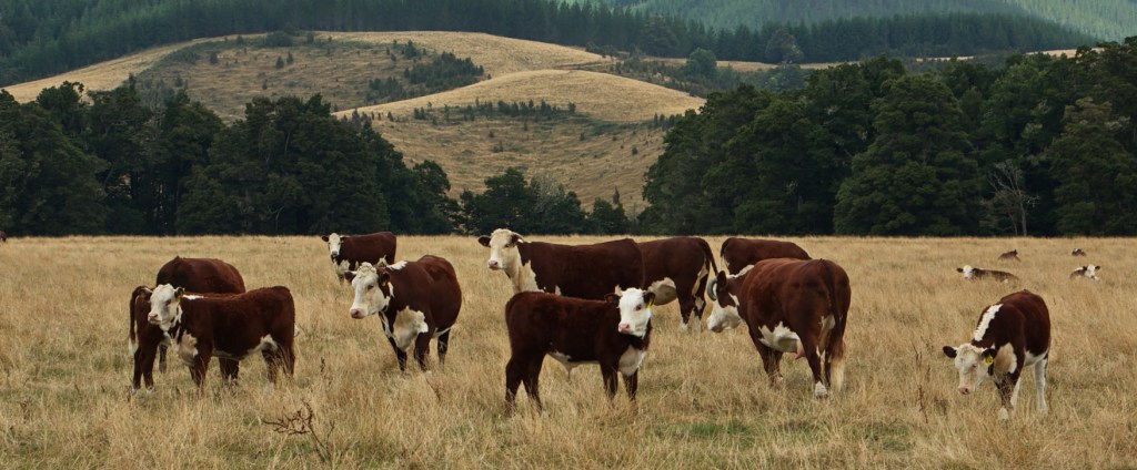 Beef Cattle