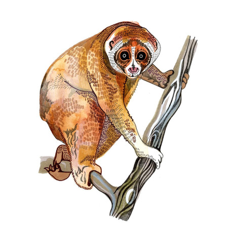 Illustration of a slow loris on a branch.