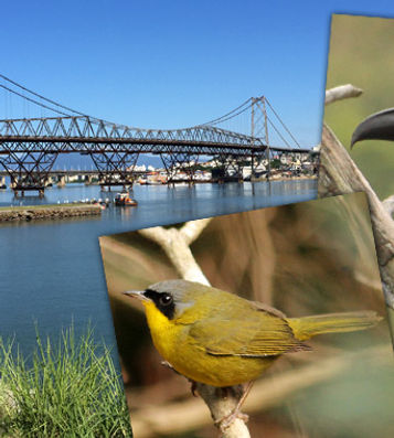 observação de aves