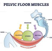 pelvicFloorMusclesDiagram.jpg