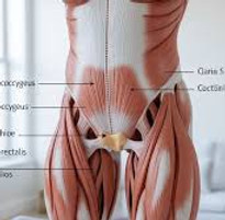 pelvicMuscles.jpg