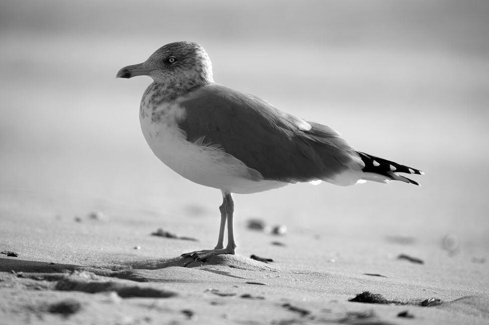 Sea Gull, Beach, Bird, Black and White, Cape May, New Jersey, CMNJ