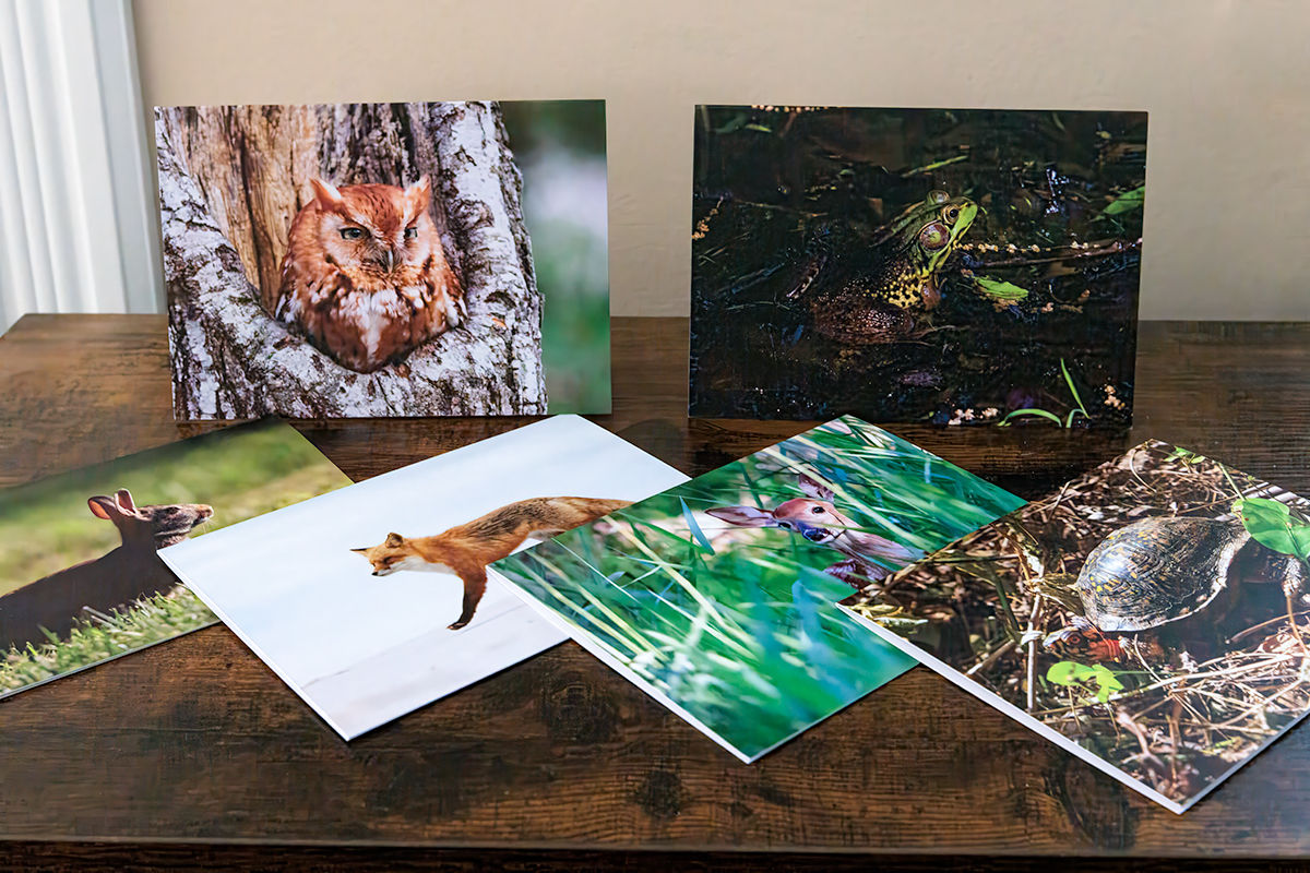 "Woodland Creatures" Note Card Set