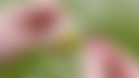 Virtual? In-person? Virtual? In-person?